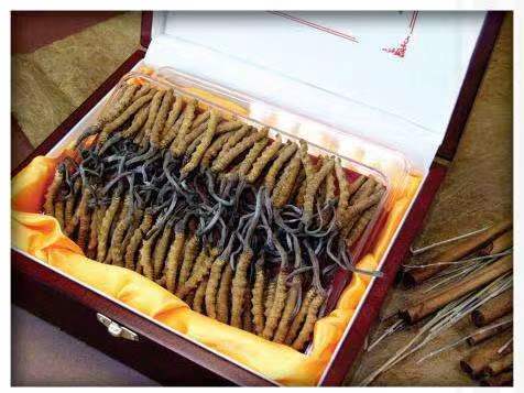 黄竹镇冬虫夏草回收